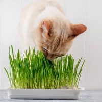 Evitá que tus gatos mordisqueen tus plantas con esta solución efectiva y radical