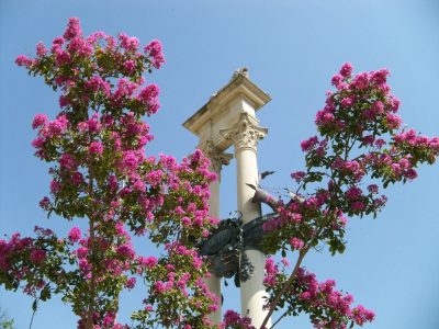 El árbol chino perfecto para tu vereda: da la flor más hermosa, es fácil de mantener y podar