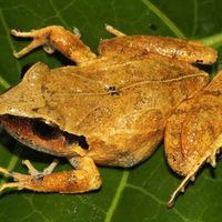 En México, la mitad de anfibios está en peligro de extinción: UNAM