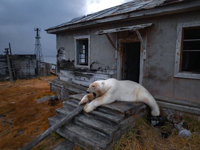 Osos polares se apropian de una estación de investigación rusa abandonada (fotogalería)