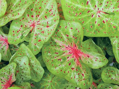 Caladium: secretos para un follaje vibrante