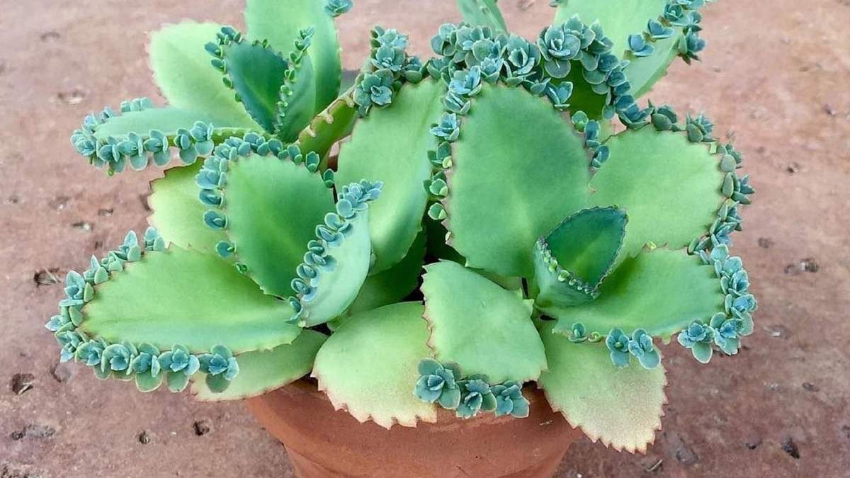 Planta. Fuente: (Instagram)