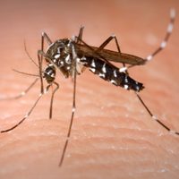 Alarma la llegada del “mosquito tigre” que puede transmitir 22 virus diferentes