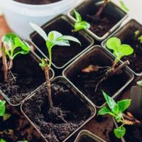 El método de los viveros para reproducir cualquier planta desde esqueje y llenar tu jardín