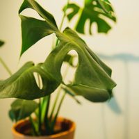 Según el Feng Shui, las plantas con mejor energía para tener en tu casa