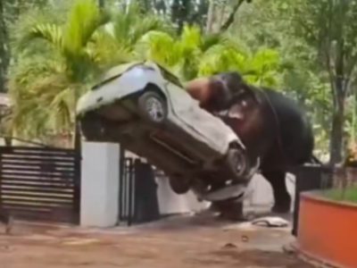 Elefante pierde el control y embiste varios vehículos afuera de un templo, hay una persona muerta | VIDEO
