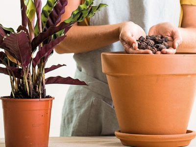 Con un ingrediente muy común en tu cocina, así podés limpiar tus macetas de barro y dejarlas como nuevas