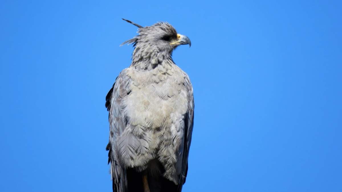 Águila coronada (Buteogalluscoronatus), un animal en peligro de extinción.