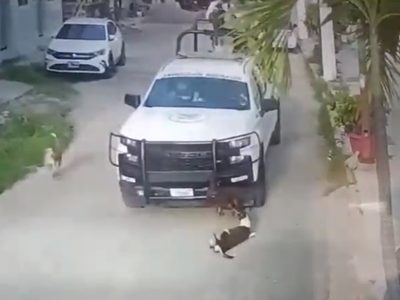 Elementos de la Guardia Nacional atropellan a dos perros en Acapulco; uno está grave (Video)