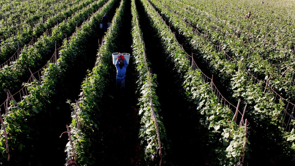 El sector primario se expandió 4.6 por ciento