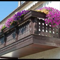 La planta perfecta para balcones: más colorida que la lavanda y casi sin mantenimiento