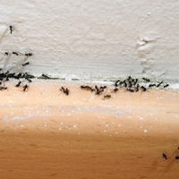 El truco casero con ingredientes que seguro tenés para combatir la invasión de hormigas en tu hogar
