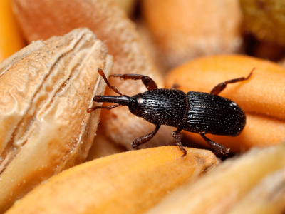 La forma natural y casera de eliminar los gorgojos para siempre de tu cocina