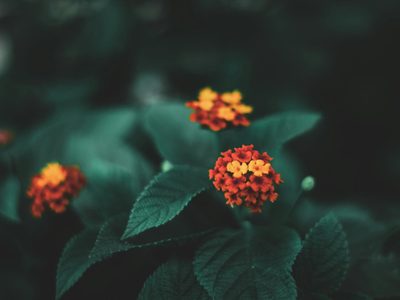 La planta que parece inofensiva, pero atrae plagas como imán: evitala en interiores