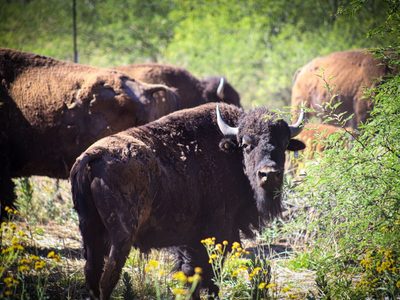 Gobernador Durazo y Gobierno de México fortalecen la conservación del bisonte en Sonora