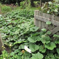 Las plantas también necesitan abrigo en invierno: mirá cómo hacerlo de forma correcta