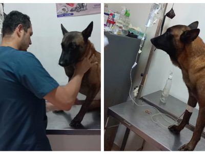 Encuentran a Oliver, el perro que buscaba a los niños perdidos en la selva de Colombia