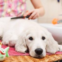 El ingrediente de cocina que te ayudará a mantener limpio y libre de pulgas y garrapatas a tu perro