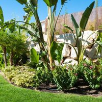 La hermosa planta exótica que pocos conocen y es perfecta para decorar tu casa o jardín en primavera