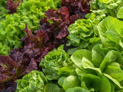 La planta popular en la cocina y estrella de las ensaladas que esconde poderosos beneficios para tu salud