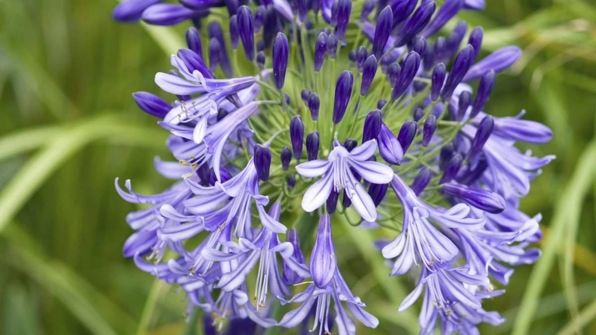 Agapanthus. Fuente: (Instagram).