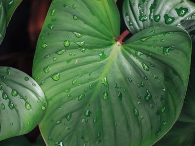 La planta de hojas enormes que atrae el bienestar a tu hogar y es muy fácil de cuidar