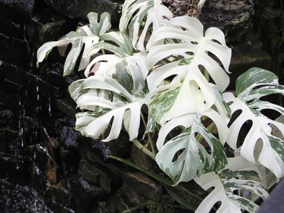 La planta de moda que sobrevive con pocos cuidados y es perfecta para decorar patios internos
