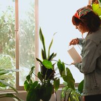 Si te acabás de mudar, esta es la planta que no puede faltarte, según el feng shui