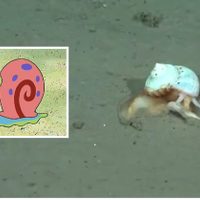 Tras el hallazgo de la “estrella culona”, el CONICET se encontró con “Gary”