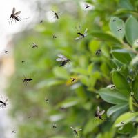 Plantas antimosquitos: estas son las que necesitás en tu huerto para ahuyentarlos
