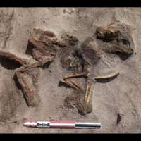 Quería ampliar la cochera y encontró un barco tumba vikingo