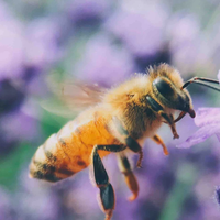 Con cosas que seguro tenés en tu cocina: cómo alejar a las abejas de tu jardín sin hacerles daño