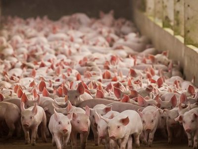 Se capacitaron 47 productores para que elaboren su propio alimento para ganado porcino