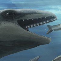 Científicos descubren una ballena antigua con cara de Pokémon y mordida de depredador