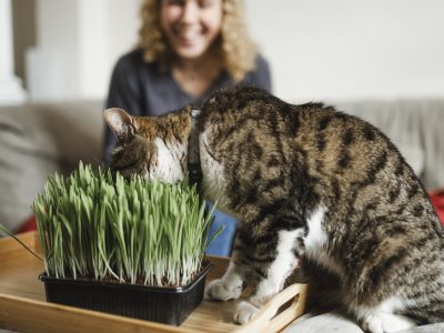 4 hierbas aromáticas que disfrutarán tus mascotas