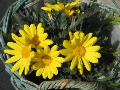 Llega el invierno y esta es la planta con flores amarillas que resiste todo y no te puede faltar