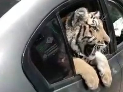 Captan a un tigre de bengala cuando era "paseado" en auto en el malecón de Mazatlán