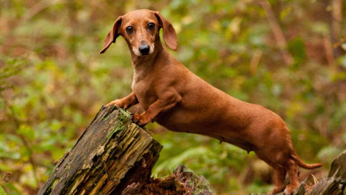 Curiosidades del perro Salchicha. Fuente: (X)