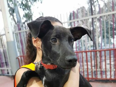 Las mascotas perdidas tras la erupción en La Palma, podrán ser reencontradas en este sitio web