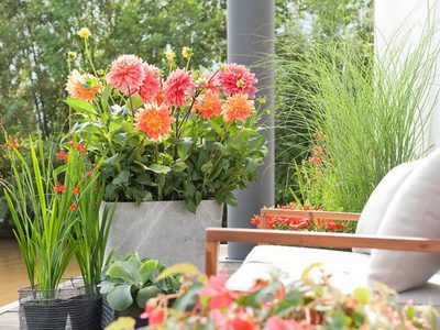 La planta que decora cualquier rincón de casa, es fácil de cuidar y muy pocos conocen