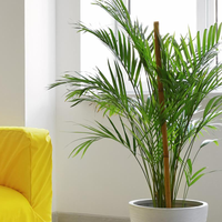 Plantas: en pocos pasos, cómo revivir tu palmera Areca si tiene muchas hojas secas