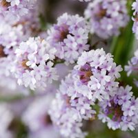 La mejor tarea para tus plantas ahora en invierno si querés que crezcan más sanas y en cantidad
