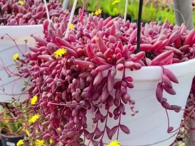 Conocé la planta colgante que florece todo el año y cambia de color según la intensidad del sol