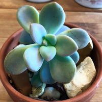 La hermosa suculenta cuyas hojas parecen confites y que le encanta la luz del sol