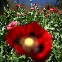 Cosecha de amapola en Guerrero