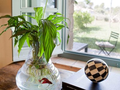 Conocé las plantas que podés tener en agua y crecen igual de hermosas que sembradas en tierra