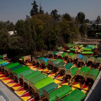 Alertan contra desaparición del axolote y los humedales de Xochimilco