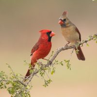 Curiosidades del cardenal, el pájaro con llamativo plumaje y gran sociabilidad
