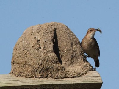 Curiosidades sobre el hornero: el pájaro que construye su nido con barro y de forma especial