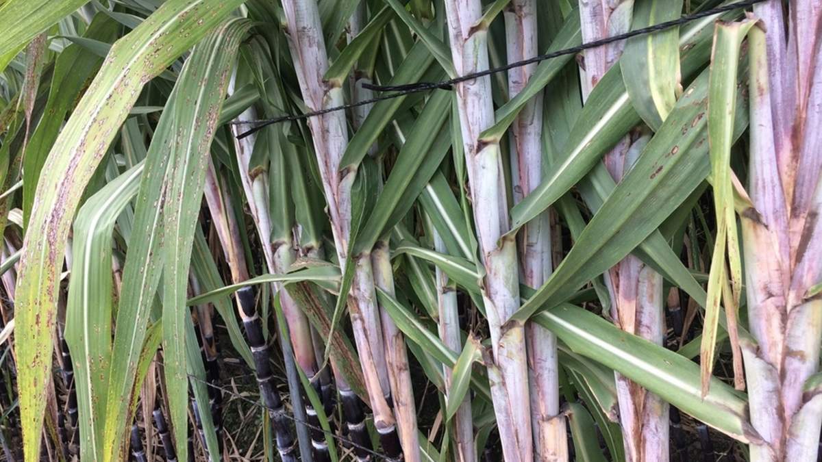 Planta. Fuente: (X)